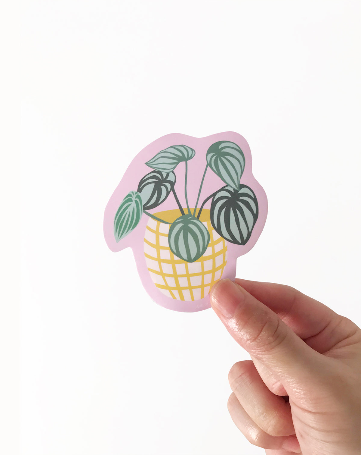 Hand holding a pink sticker with a plant design on a white background